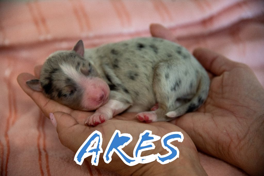 Terre Et Ciel D'Australes - Chiots disponibles - Berger Australien
